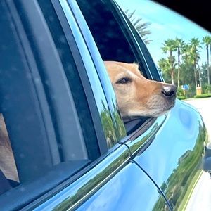 Josie Girl Loves Taking Poshmark Packages to USPS!